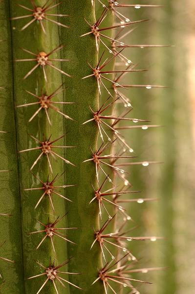 cactus-1-1
