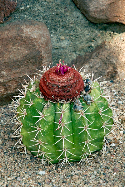 cactus-10