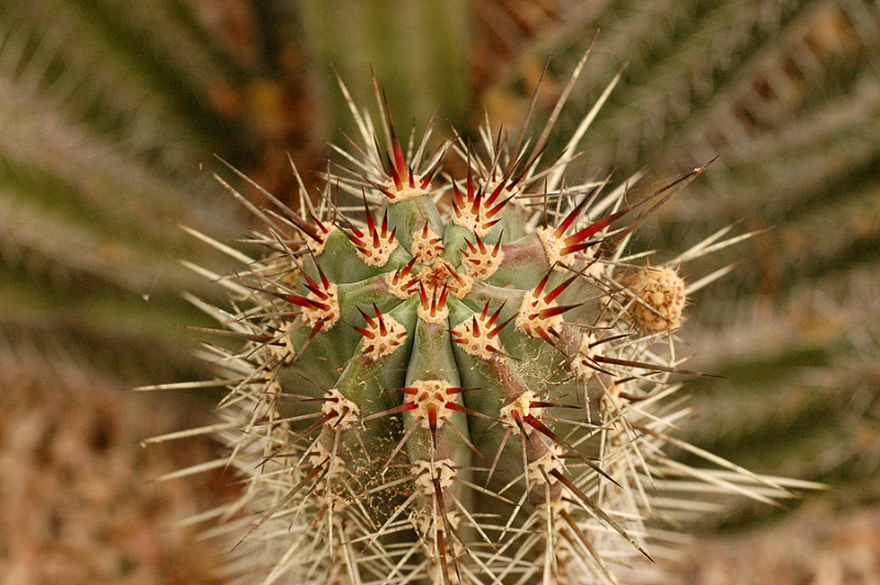 cactus-2-1