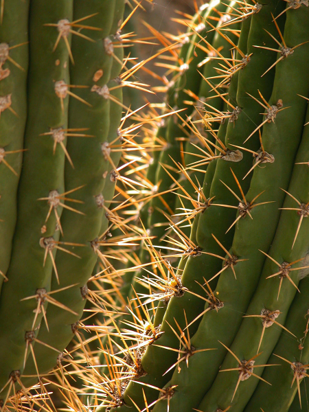 cactus-3