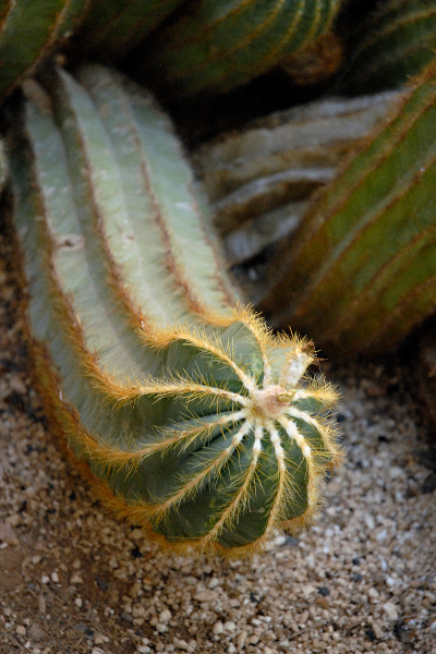 cactus-4-1