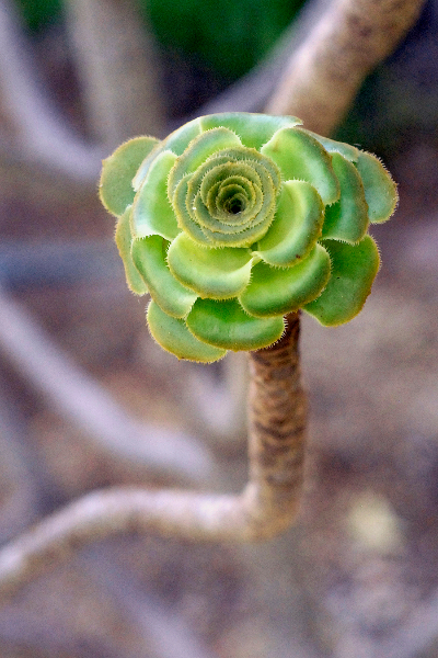cactus-flower-1