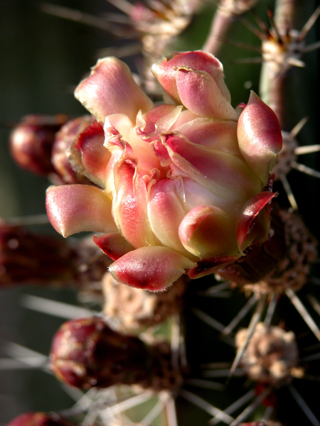 cactus-flower-orange-1