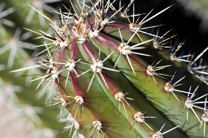 cactus-in-front-2