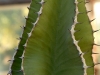 cactus-11