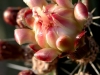 cactus-flower-orange-1