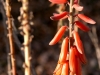 cactus-flower-orange2