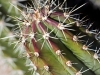cactus-in-front-2
