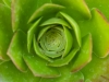 green-cactus-1