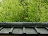 roof-and-green-bamboo-edited