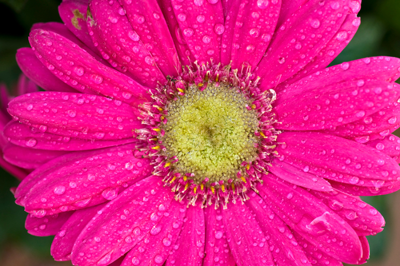 pink-daisy-1