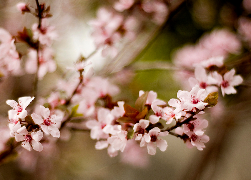 pink-flowers-spring-4