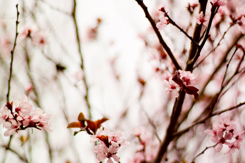 pink-flowers-spring2