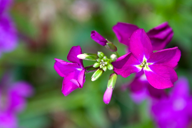 purple-flower-1-cropped