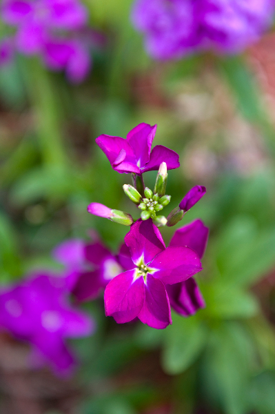 purple-flower-2