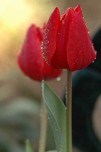 red-tulips-1