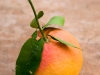 grapefruit-girl-33