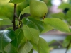 pear-tree-1