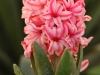pink-flowers-1