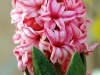pink-flowers-2