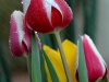rain-on-tulips-valencia-11x14