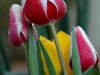 rain-on-tulips-valencia