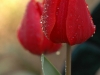 red-tulips-1-8x10-size