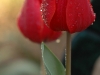 red-tulips-1