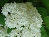 white-chicago-flowers