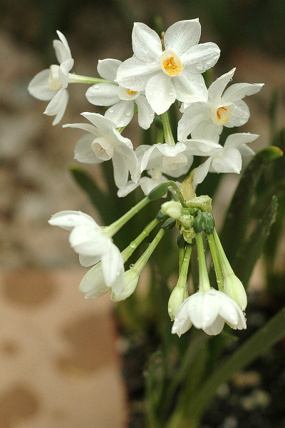 white-flowers-ed1
