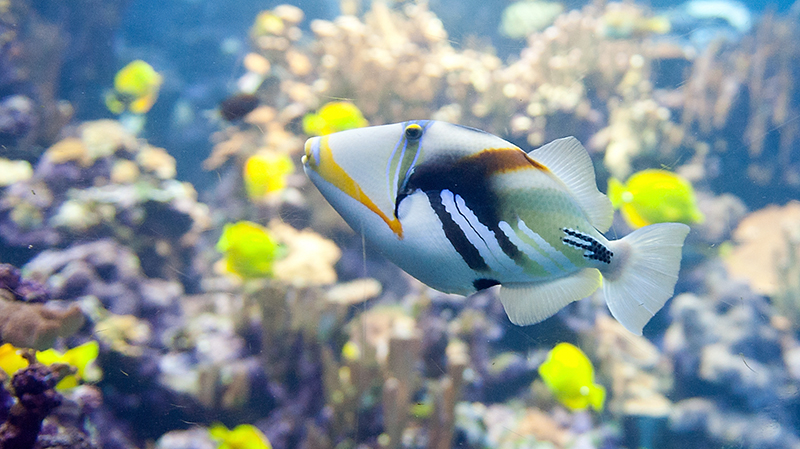 aquarium-23
