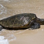 sea turtle on the beach 1 web