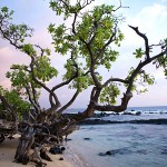 tree-on-beach-web