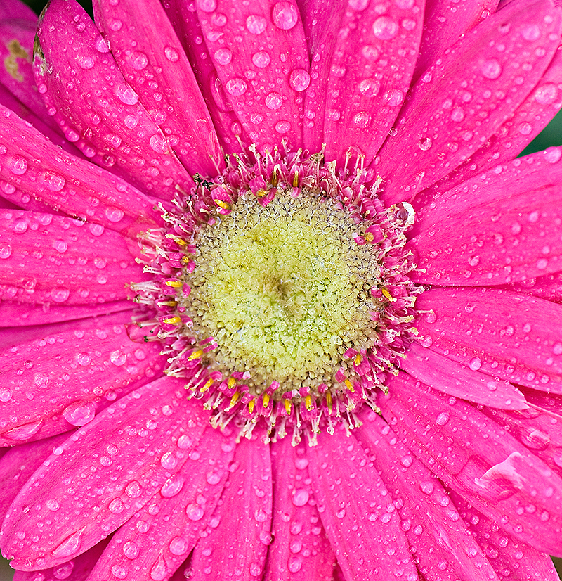 pink flower sharpened web